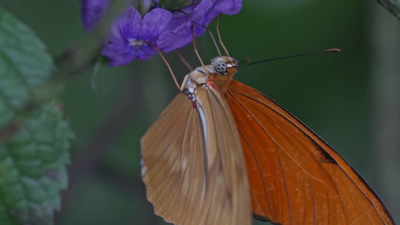 A macro close-up captures an orange butterfly, likely a Julia Heliconian, as it feeds from a cluster of vibrant purple flowers