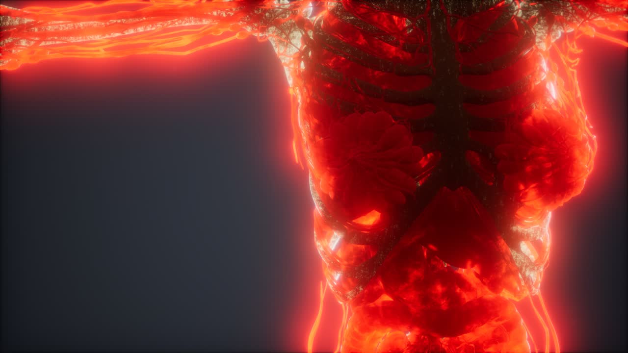 animación colorida del cuerpo humano que muestra huesos y órganos