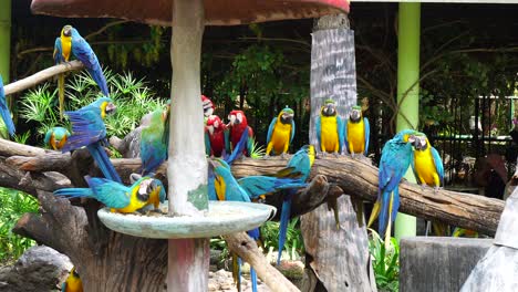 blue and yellow macaw parrot