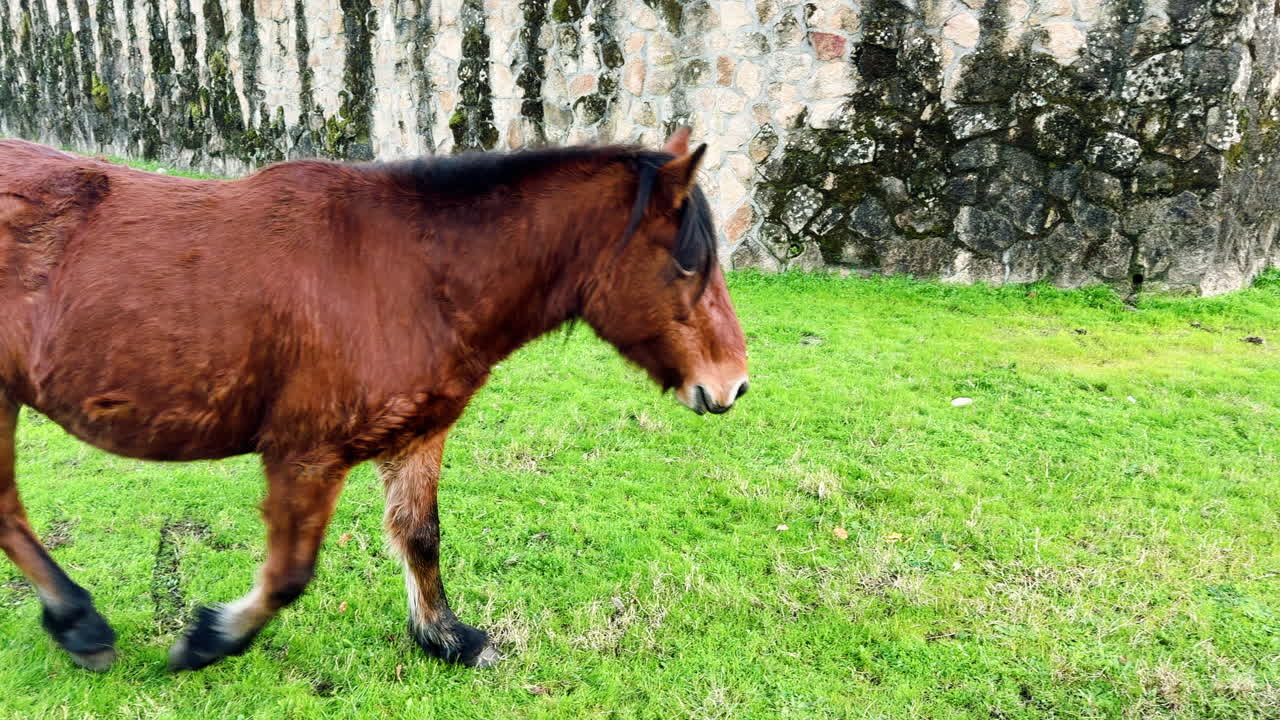 Cheval sauvage marchant calmement sur l’herbe verte près d’un mur de pierre à Lobios