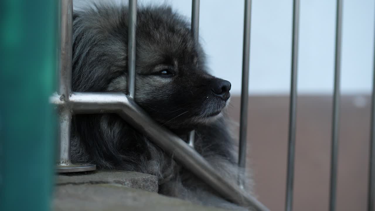 un keeshond cansado casi duerme en una escalera exterior hecha de piedra