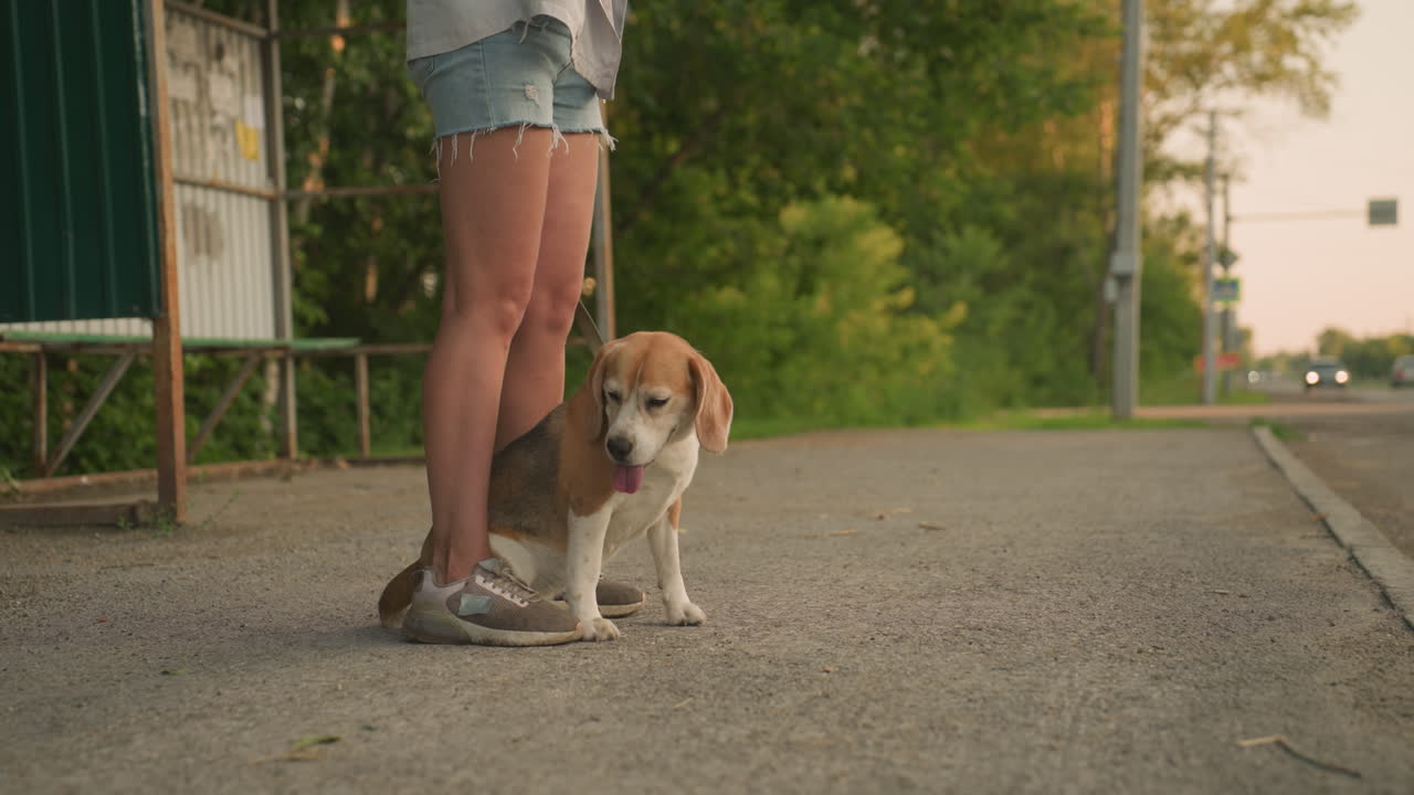 perro de color marrón sentado cómodamente entre las piernas del dueño al aire libre, mirando a su alrededor con curiosidad, el fondo incluye automóviles que pasan por la carretera rural, la parada de autobús, el refugio y los árboles verdes