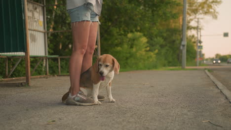 brown color dog sitting comfortably between owner's legs outdoors, looking around curiously, background includes car passing by on rural road, bus stop shelter, and green trees