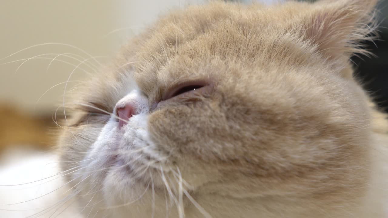 cat licking hair off back