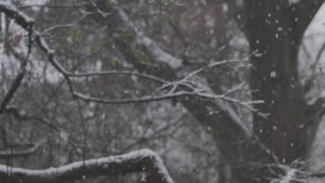 Cámara-Lenta:-Fuertes-Nevadas-Frente-A-Un-árbol