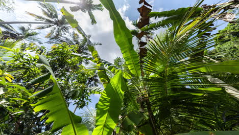 palm trees and tropical rainforest in asia