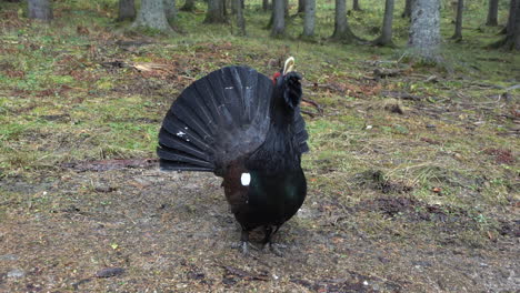Capercaillie makes a breeding display