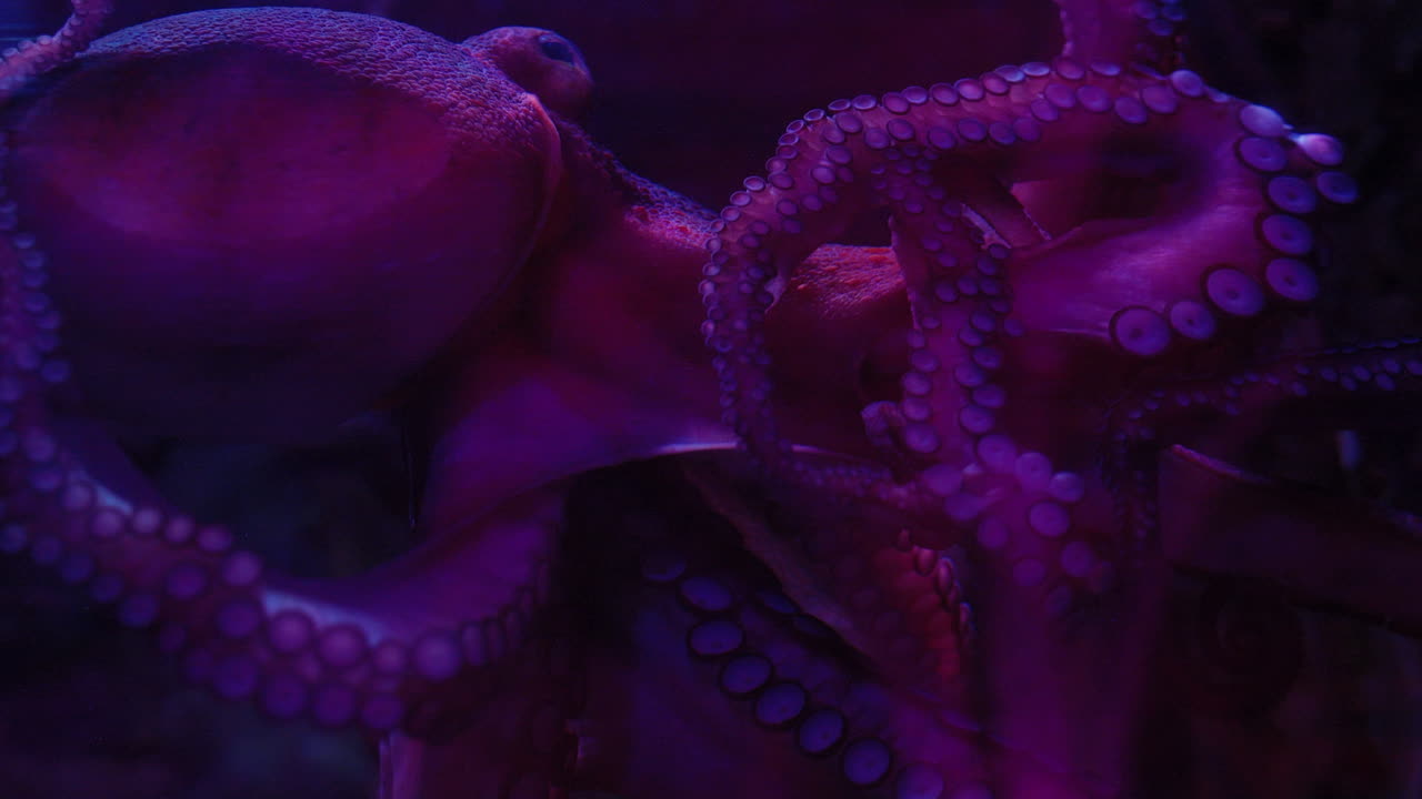 Octopus in an aquarium presses its head and tentacles up against the glass, it's tentacles flow and move.