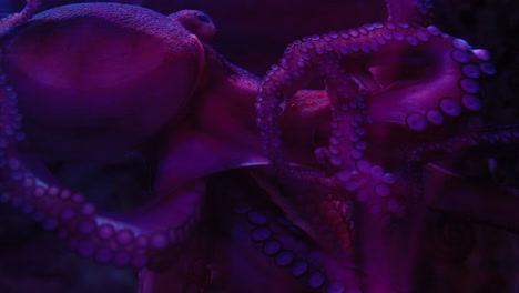 octopus in an aquarium presses its head and tentacles up against the glass, it's tentacles flow and move.