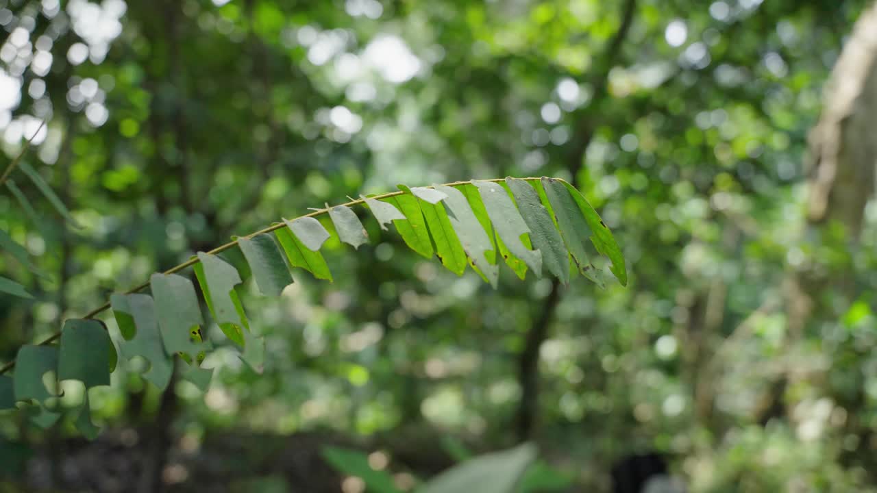 ambiente de selva tropical en gabón, áfrica