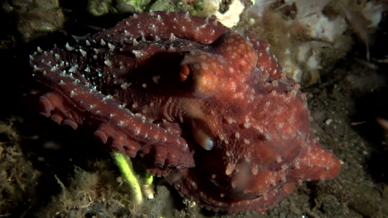 Big red octopus hunting at night