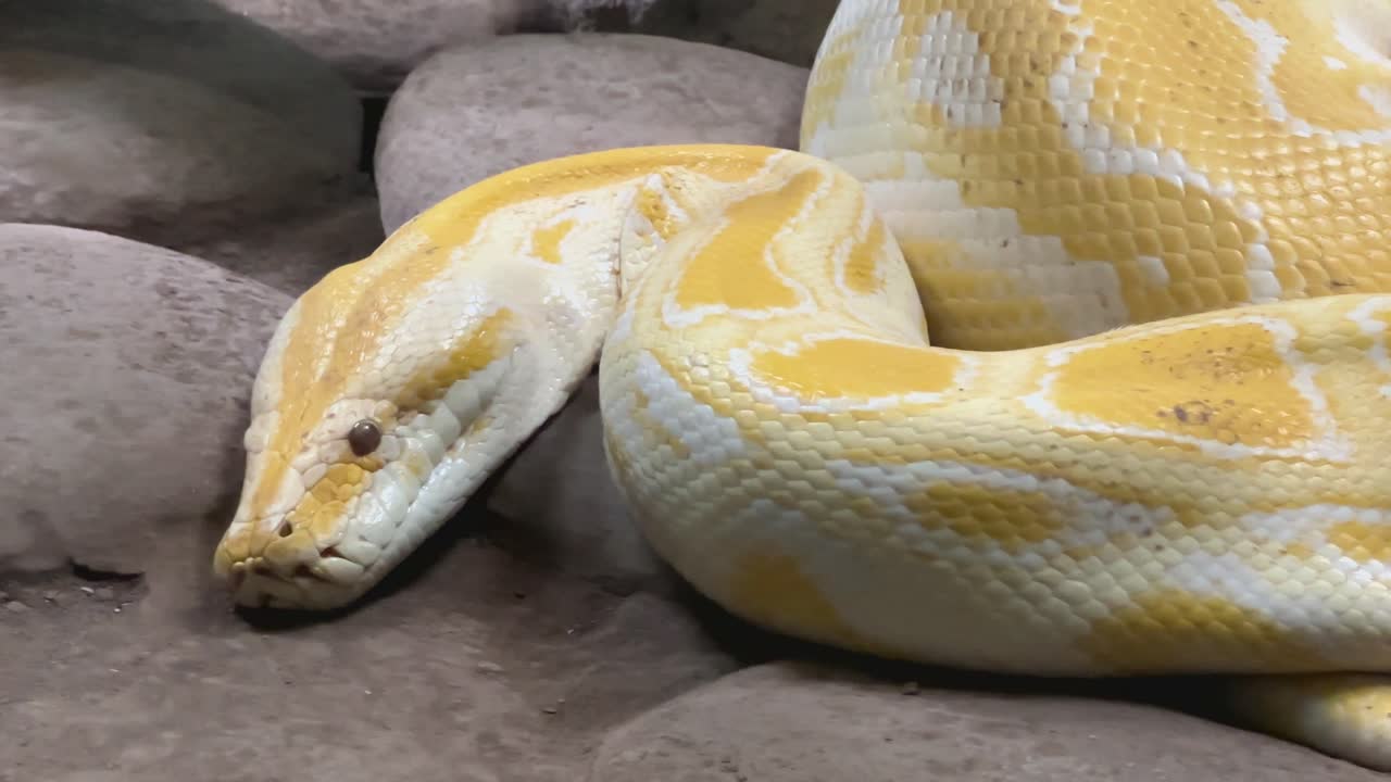 Albino Burmese python coiled on rocky ground surface. Close-up wildlife photo of non-venomous snake in naturalistic habitat. Reptile and exotic pet concept for design and print