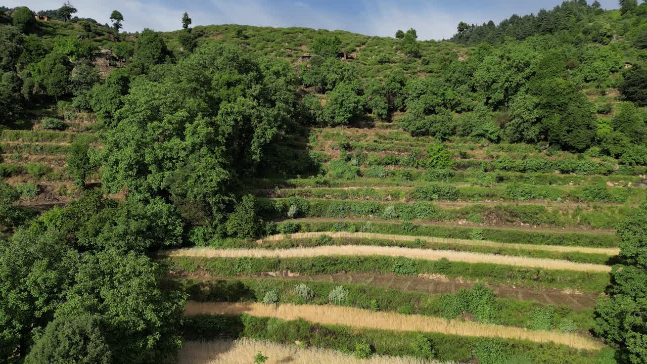Drone Aerial View of Sangar Valley, Afghanistan, Hillside Agricultural and Farming Fields, Green Landscape