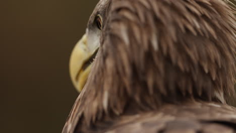 steller's sea eagle closeup