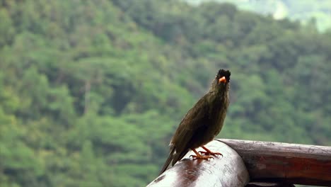 El-Bulbul-De-Las-Seychelles,-Es-Una-Especie-Endémica-Común-De-Las-Seychelles,-Que-Se-Reproduce-En-Mahé,-Praslin,-La-Digue-Y-Silueta,-Así-Como-En-Algunas-Islas-Más-Pequeñas