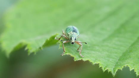 Close-up-shot-of-a-beautiful-green-bettle-with-black-eyes-sitting-on-a-green-leaf-in-slow-motion