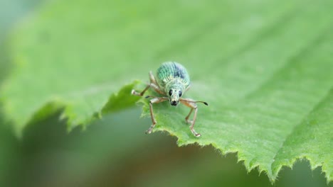 Close up shot of a beautiful green bettle with black eyes sitting on a green leaf in slow motion
