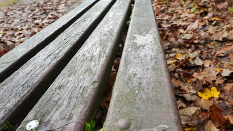 Panning-shot-across-wood-beam-bench-against-autumn-fall-colour-leaves-on-ground