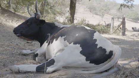 a cow keeps itself cool in the shade