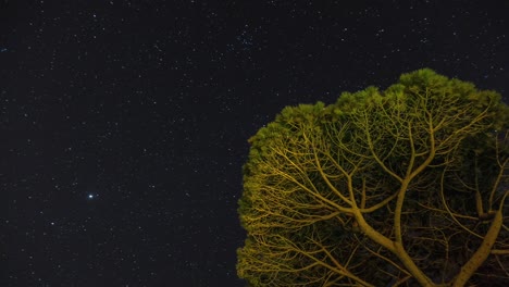 Schleifenzeitraffer-Von-Sternen,-Die-Sich-Hinter-Einem-Baum-über-Den-Himmel-Hin-Und-Her-Bewegen