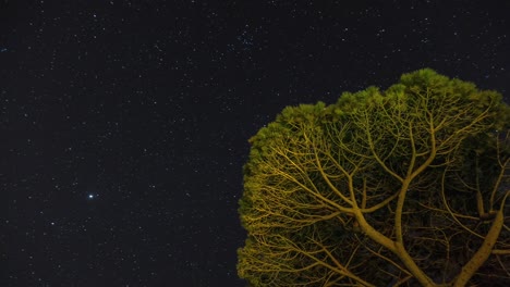 lapso de tiempo en bucle de estrellas moviéndose hacia adelante y hacia atrás a través del cielo detrás del árbol