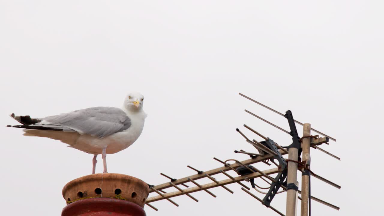 A European herring gull perches and shifts position atop a red chimney beside a rooftop TV antenna under overcast daylight, captured in a static wide shot