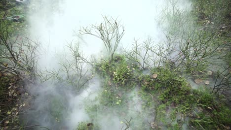 霧和煙霧在森林中的地面, 有<unk>和小植物