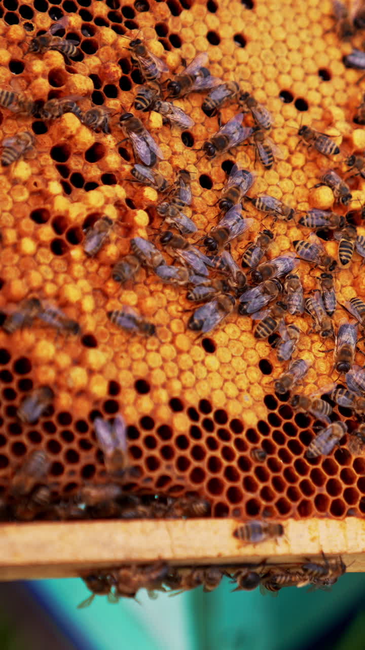 Dark honeycomb frame with sealed bee larvae. Working bees crawling over the wax cells. Man's hand touches the bees. Close up. Vertical video