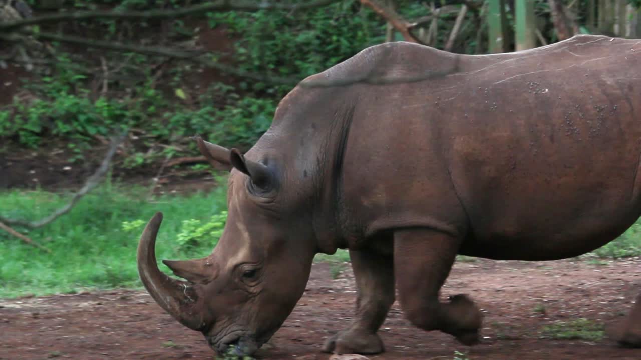 Rhino walking close to the camera