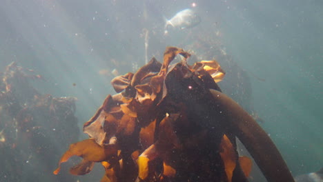 cape town, south africa,underwater view of ecklonia maxima kelp swaying in the depths, surrounded by fish near the coastline.