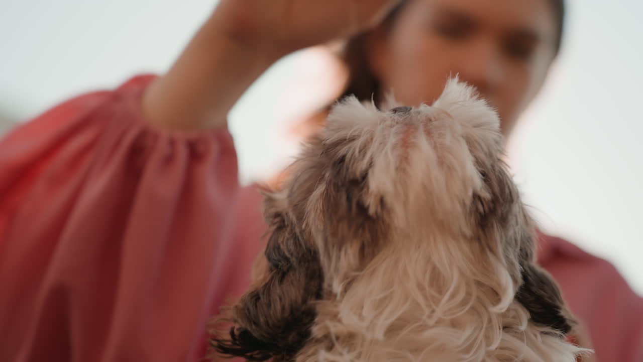 Caucasian Woman Coaxing Puppy For Treat, Backlit Bench Scene, Gentle Hand Offering Snack, Fluffy Shih Tzu Stretches Up, Playful Sparkly Sunlight, Upbeat Warm Mood, Closeup Mouth Interaction
