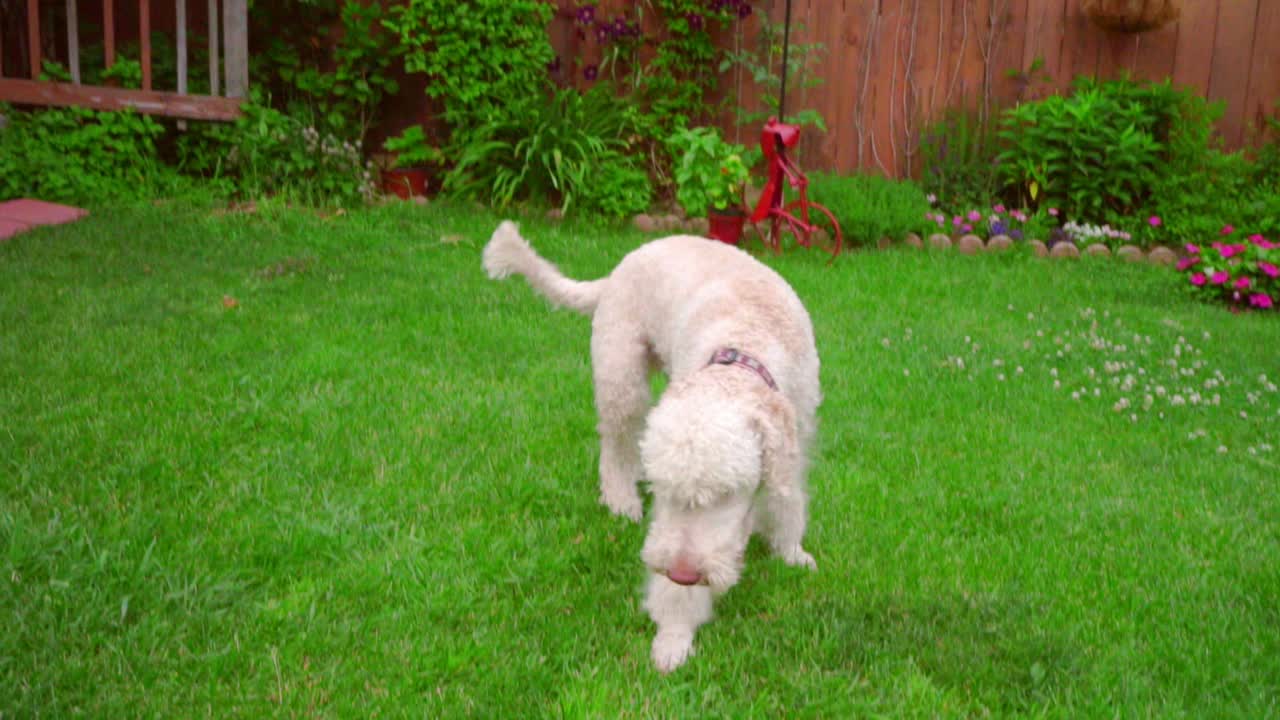 perro corriendo césped. labradoodle con pelota en el patio trasero. mascota jugando en el césped verde