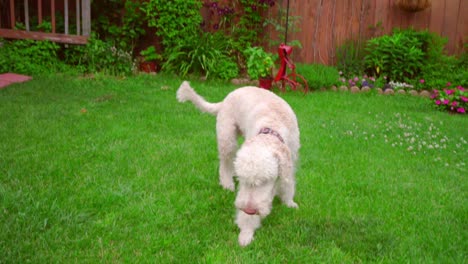 Perro-Corriendo-Hierba.-Labradoodle-Con-Pelota-En-El-Patio-Trasero.-Mascota-Jugando-En-El-Césped-Verde