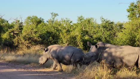 rhinos grazing through the jungle on a dirt road