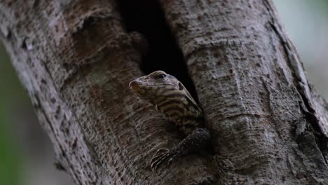 left front claw out of the burrow while it is looking intensely towards the forest while breathing, clouded monitor lizard varanus nebulosus, thailand