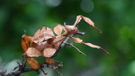 giant prickly stick insect, extatosoma tiaratum