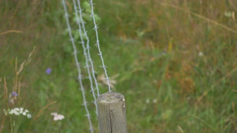 blackbird perched on wooden post barbed wire before hopping off