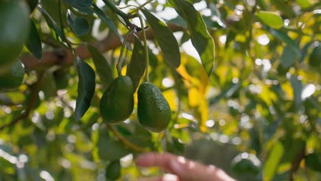 Große-Männliche-Hand-Greift-Nach-Avocado-Am-Baum,-Prüft-Deren-Festigkeit-Und-Lässt-Sie-Dann-Los