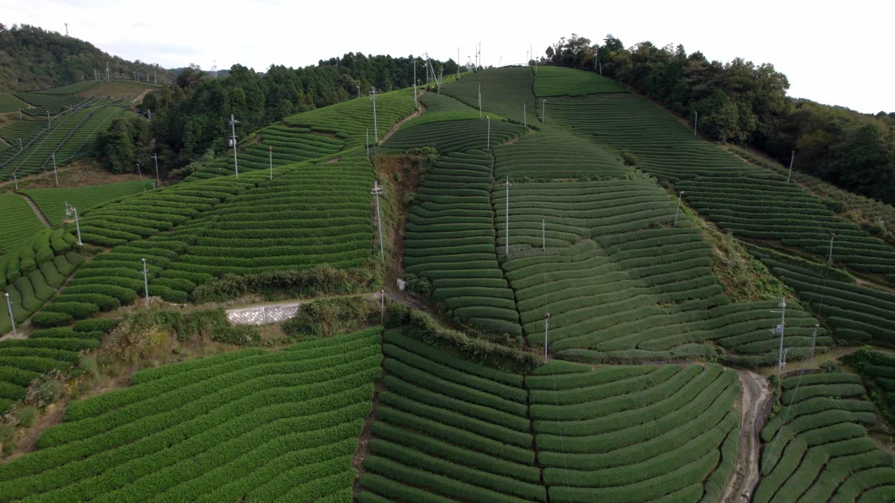 Aerial fly Kyoto Tea Region plantations, Panoramic Japanese Green Uji Tea Farms
