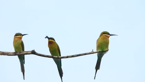 Comedor-De-Abejas-En-El-árbol-Comiendo-Orar.