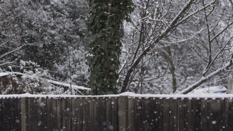 snow falling in back garden along fence and tree branches