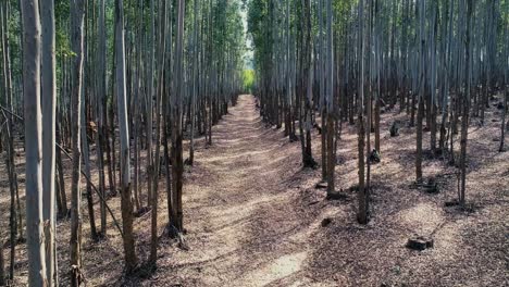 Slow-moving-drone-shot-through-the-treeline-in-a-manmade-forest