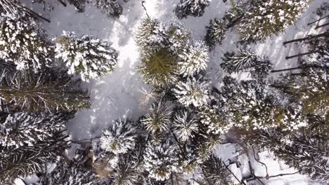 Aerial-Footage-Of-Pine-Trees-Covered-With-Snow