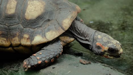 Close-up-shot-of-red-footed-tortoise-drinking-and-walking-into-water