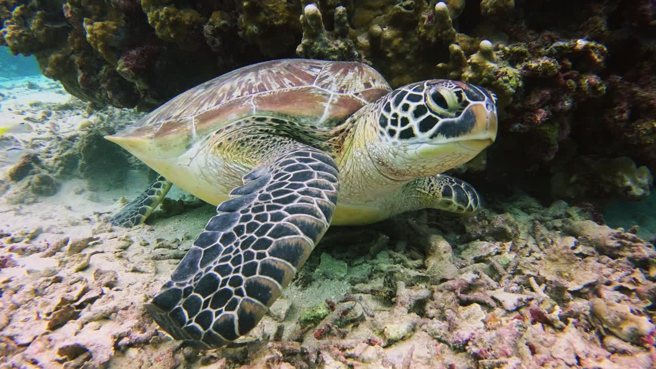 Green Sea Turtle, Chelonia mydas, resting under a coral overhang in Gili Air