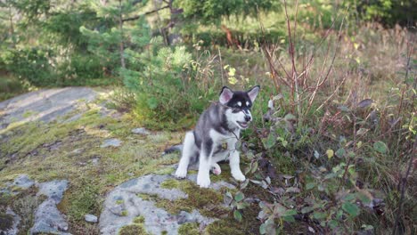 Joven-Husky-Siberiano-Sentado-Y-Mordiendo-El-Tallo-De-La-Planta