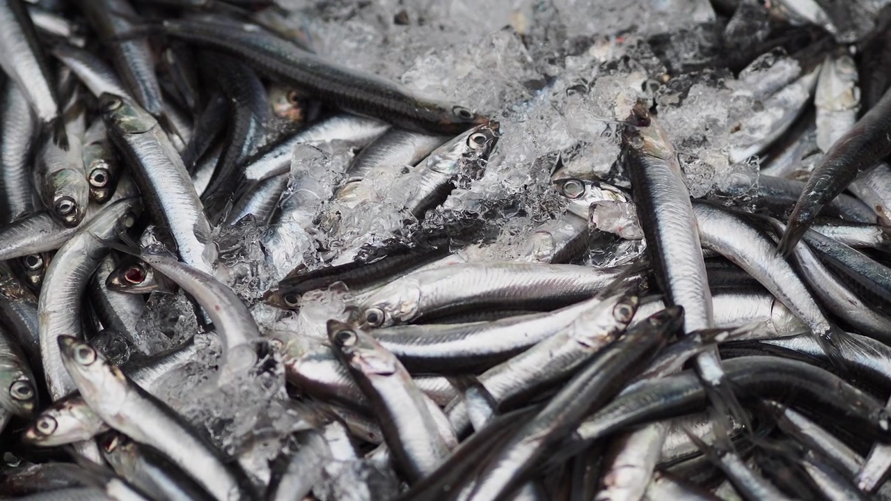 Primo piano di acciughe e sardine fresche su ghiaccio tritato