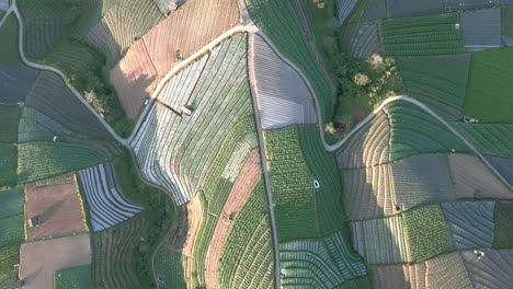 aerial top down view of vegetable plantation on the hill in the morning, indonesia - 4k drone shot