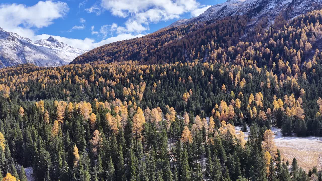 Drone in volo su una foresta alpina con alberi dorati autunnali e montagne innevate sotto un cielo limpido in Svizzera