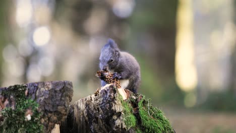 Isolated close up of grey squirrel eating a pinecone while sitting on a stump